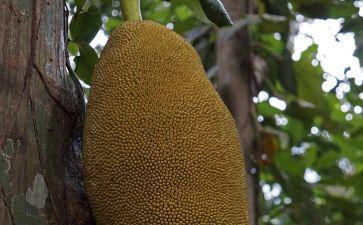 偷龙转猫 产品图片