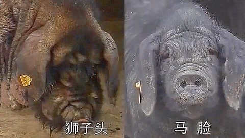 传染病（粤语版） 相关产品