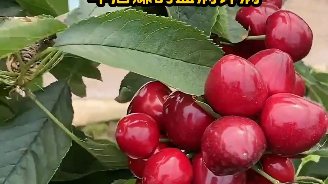 停尸房收藏 相关产品