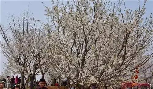 向上猴子 产品图片