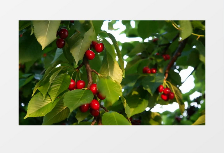 佩小姐的奇幻城堡 推荐产品