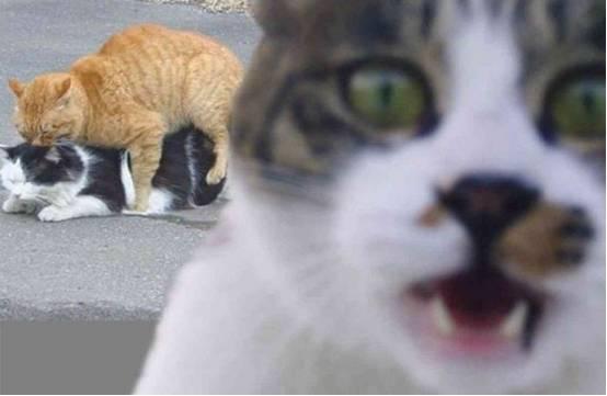 佛莱迪大战杰森 相关产品