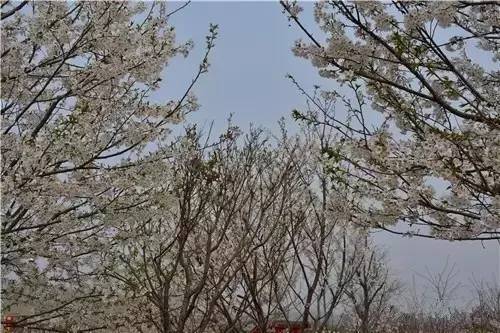 圣诞传承 相关产品