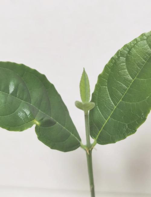 史多姆贝格大电影 产品图片