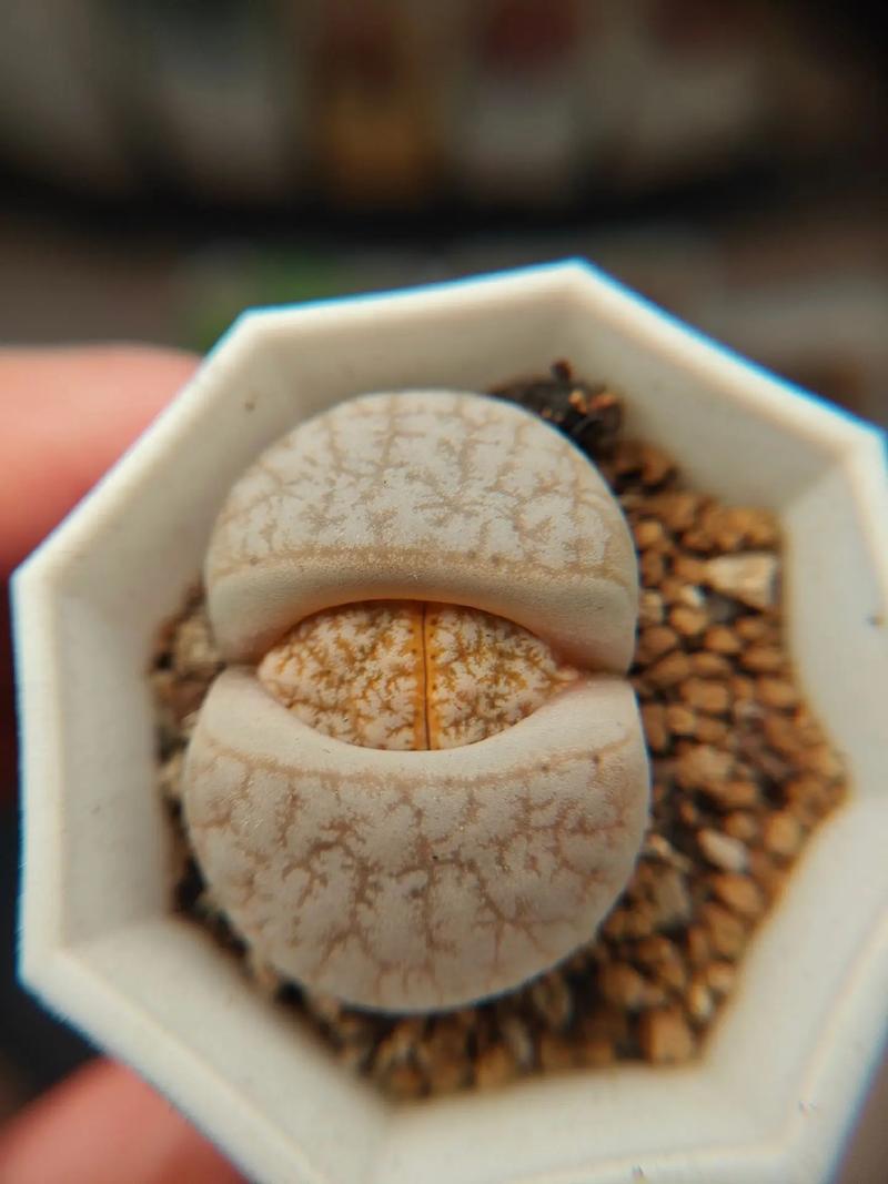 伸冤人 相关产品