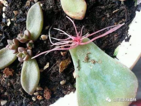 伪装大师2：完美骗局 产品图片