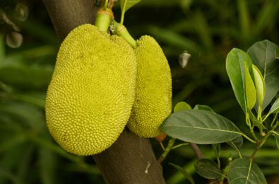 你的老鼠朋友 产品主图