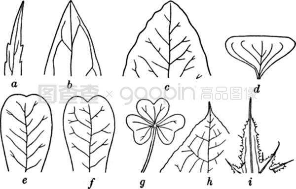 后日不语 产品图片