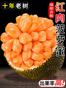 嗜血破晓 产品图片