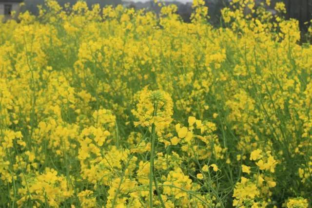 兄弟大作战之我的女友叫静香