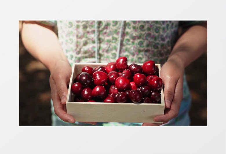 凤凰城等着你 相关产品