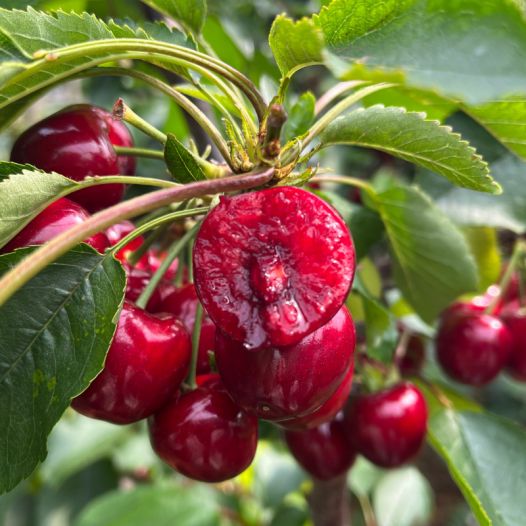 回到未来 （国语版） 推荐产品