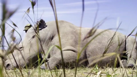 侠僧探案传奇之洛阳花会 相关产品