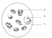 咫尺天涯一念间 相关产品