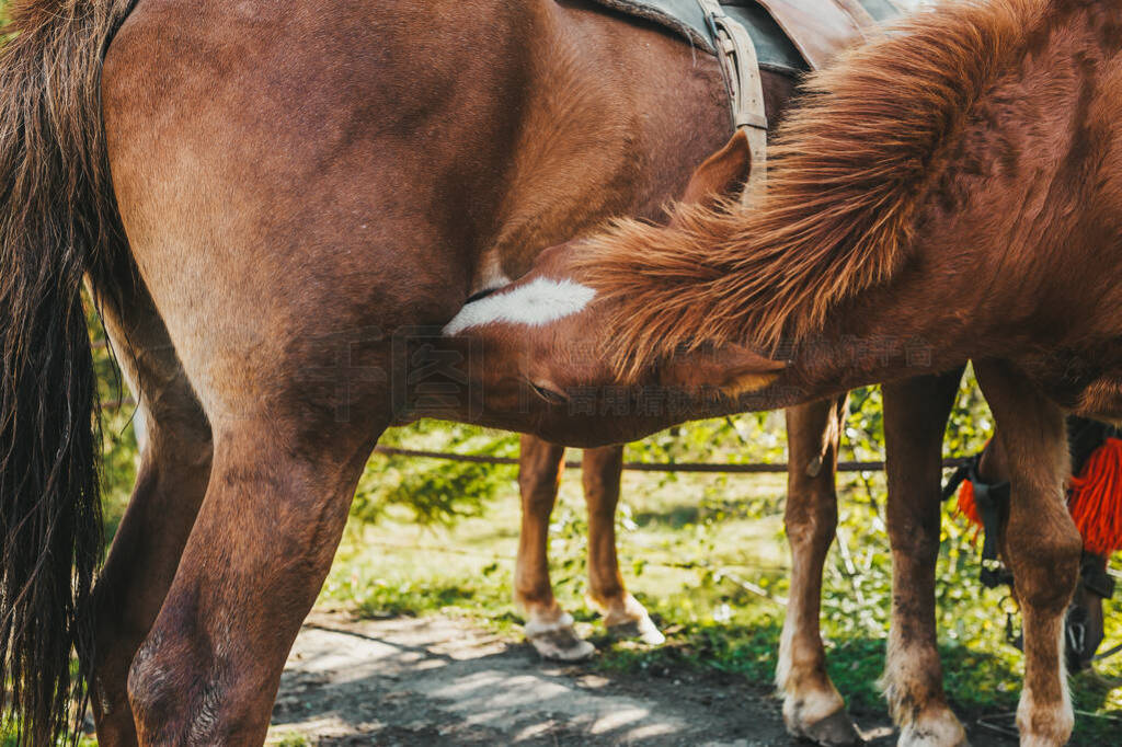 假如猫从世界上消失了 相关产品