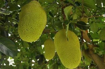 夏日示爱 产品图片