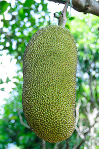 伦文叙老点柳先开 相关产品