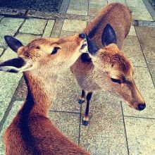 圣斗士星矢:圣域传说