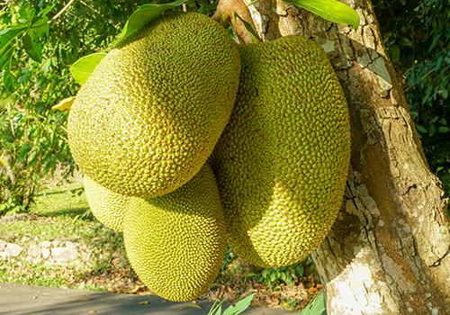 四大神兽外传 相关产品