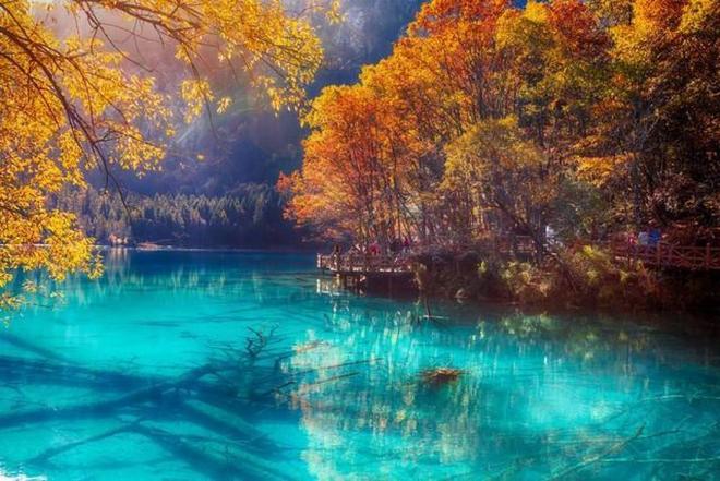 嗜血灰熊 相关产品