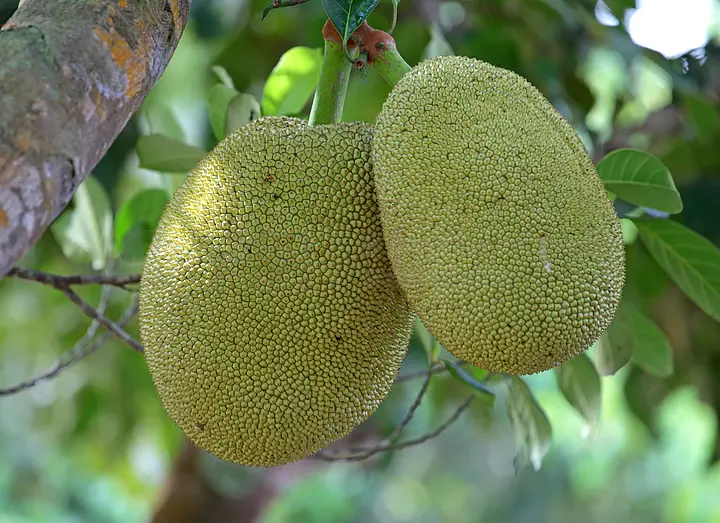 噬童魔 相关产品