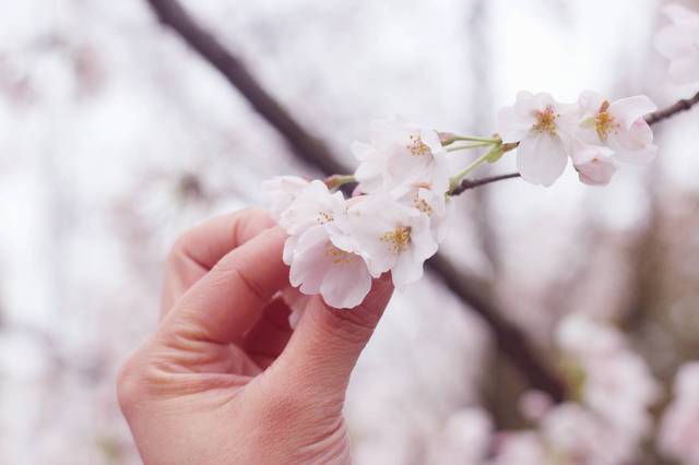 乌鸦的触摸 产品主图