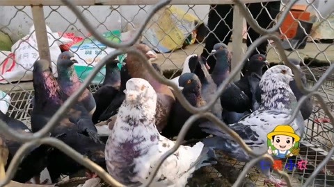 停尸房收藏 相关产品