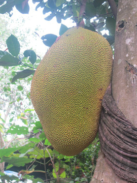 仙女下凡 产品图片