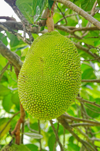 复仇者 产品主图