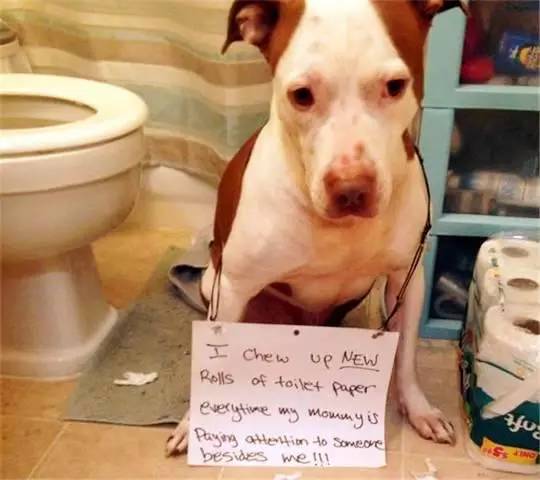 听见天堂 产品图片