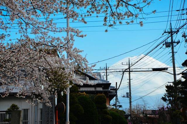 代号猛虎行动 产品图片